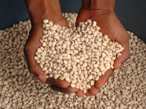 Ghana Releases First GMO Crop for Commercial Cultivation: The Pod Borer-Resistant Cowpea