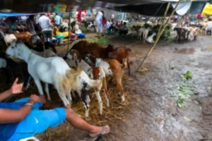 Nigerians struggle to afford rams for Eid celebrations as inflation soars