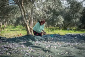 A Palestinian farmer waters his crops using a new water tank provided by Moroccan aid in the Jerusalem area.
