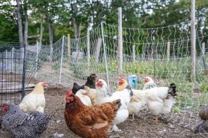 Veterinarians in protective suits inspecting a poultry farm during a bird flu outbreak in South Africa.