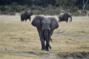 Rangers at South Luangwa National Park investigate the site where two elderly tourists were killed by a charging elephant during a safari walk.