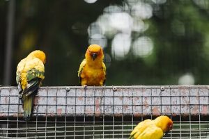 exotic birds