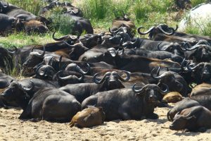 buffaloes 