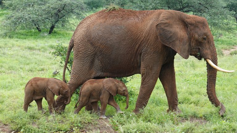 2025 welcomes rare twin elephants in Kenya
