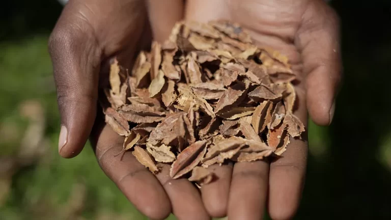 Kenyan farmers file court case against seed sharing ban