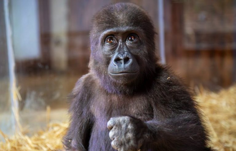 Young gorilla rescued from plane cargo recovers in Istanbul zoo