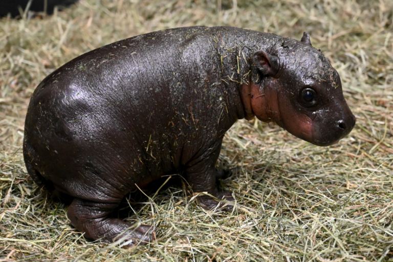 Endangered pygmy finally meets public in Virginia zoo