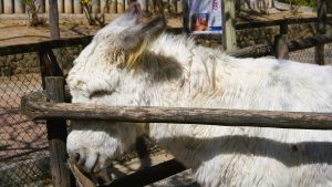 A large white Ladoum sheep with strong features stands in a decorated pen beside its owner at a Senegalese sheep competition.