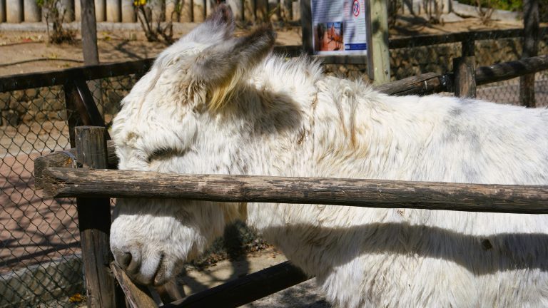 A large white Ladoum sheep with strong features stands in a decorated pen beside its owner at a Senegalese sheep competition.