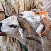 "Eid ram prices rise in Nigeria market"