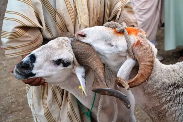 "Eid ram prices rise in Nigeria market"