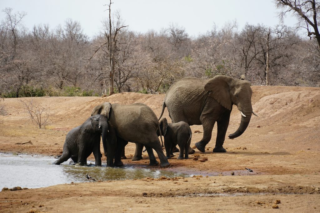 Zimbabwe to cull elephants and share meat with local communities
