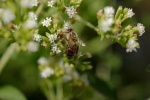 Image of bees on a blade of grass, used to illustrate a bee attack story in southern France.