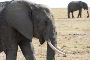 Rangers at South Luangwa National Park investigate the site where two elderly tourists were killed by a charging elephant during a safari walk.