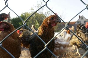 Veterinarians in protective suits inspecting a poultry farm during a bird flu outbreak in South Africa.