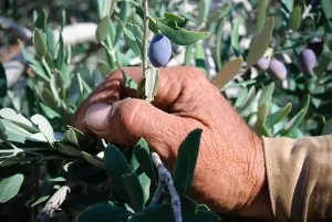 A Palestinian farmer waters his crops using a new water tank provided by Moroccan aid in the Jerusalem area.