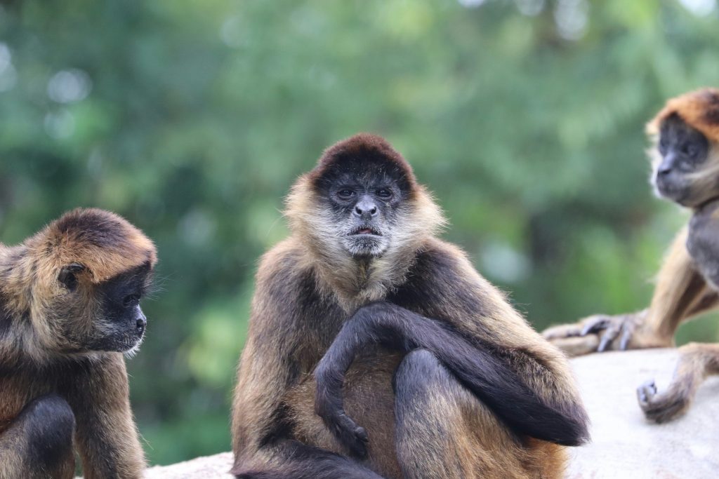 Animal rights protesters outside Tiergarten Nürnberg following the culling of Guinea baboons due to overcrowding.
