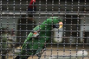 exotic birds
