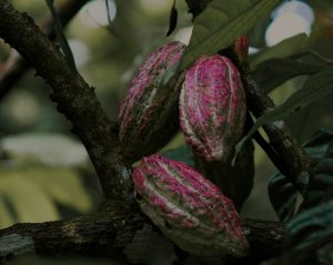 Cameroon