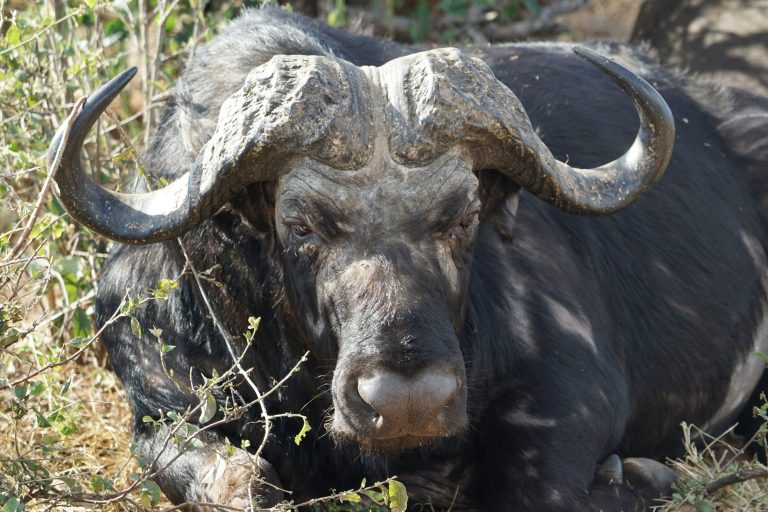buffaloes