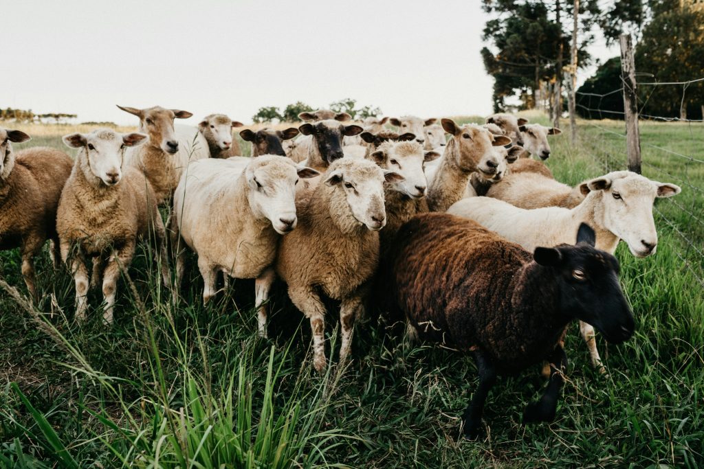 Livestock