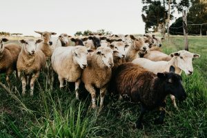 Livestock