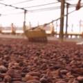 Ghana Gov’t Unveils Major Cocoa Sector Reforms to Protect Farmers and Restore Stability