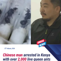 Chinese man arrested in Kenya with 2,000 live queen ants at Nairobi airport