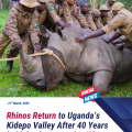 Uganda: Rhinos return to Kidepo Valley Park for first time since 1983