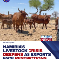 Namibia Foot-and-Mouth Outbreak Hits Meat Trade and Livelihoods