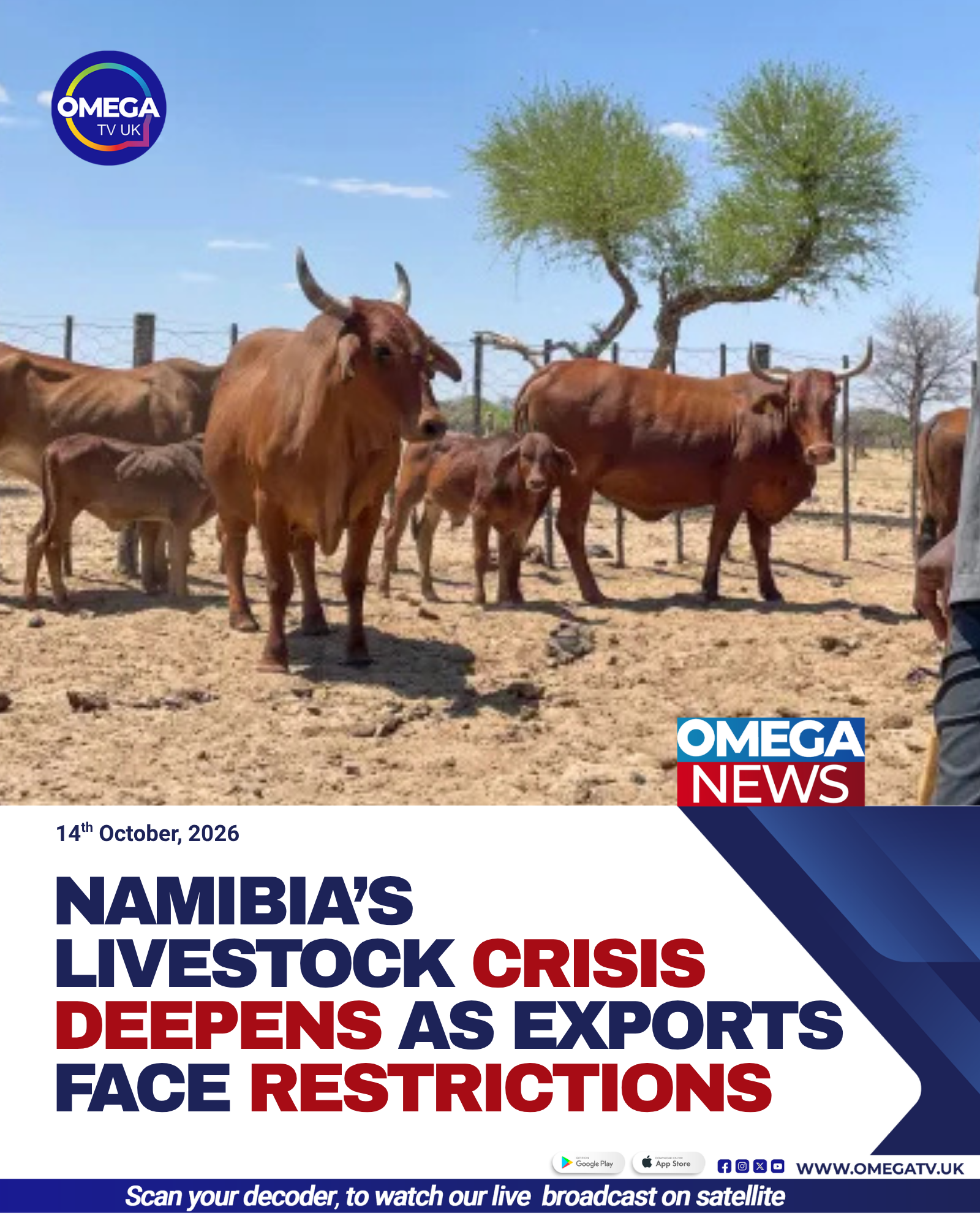Namibia’s Livestock Crisis Deepens As Exports Face Restrictions
