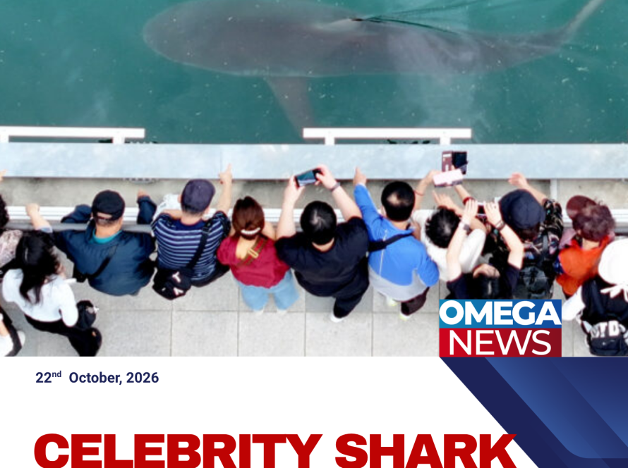 Bukangi, a dusky shark, swims in a canal in Busan, South Korea, after returning to the waterway following a rescue attempt.