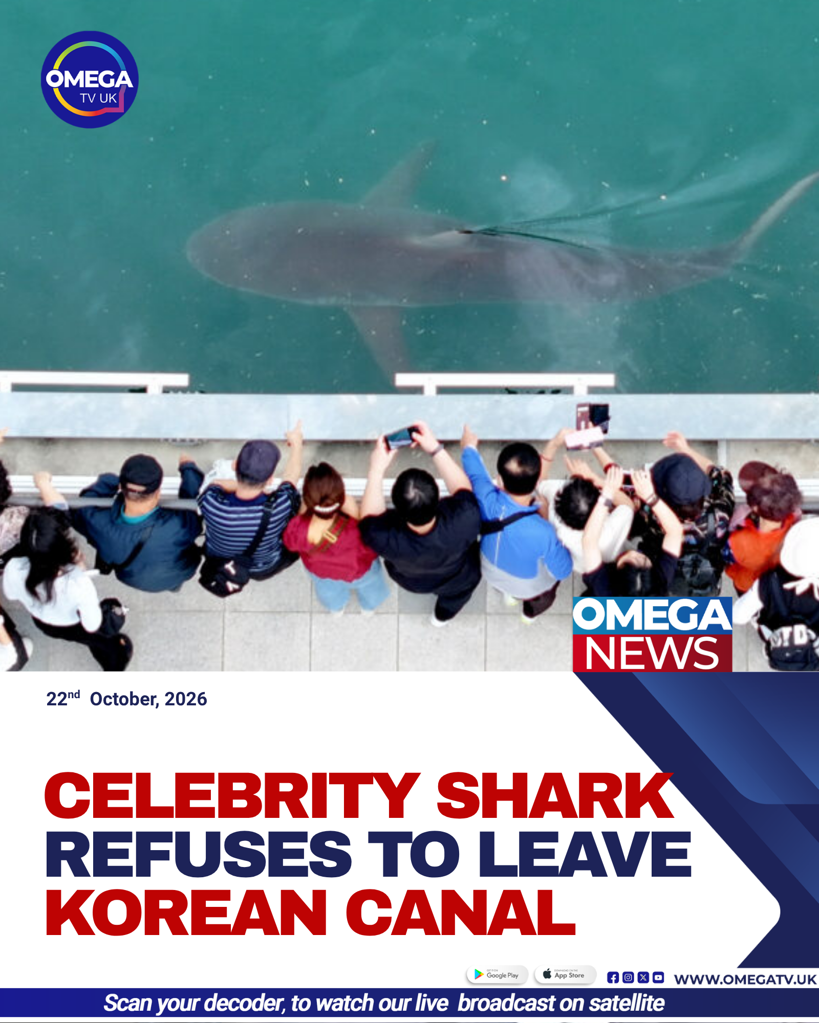 Bukangi, a dusky shark, swims in a canal in Busan, South Korea, after returning to the waterway following a rescue attempt.